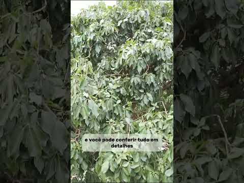 VISTAS AÉREAS INCRÍVEIS #uchoa#balsamo#tresfronteiras#shorts