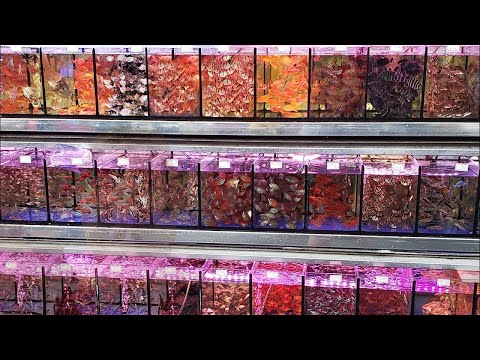 China Aquarium Fish Market - CRAZY