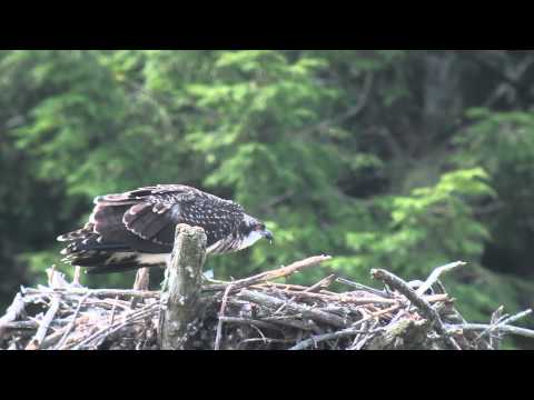 NH Osprey Chick Pre-flight Testing