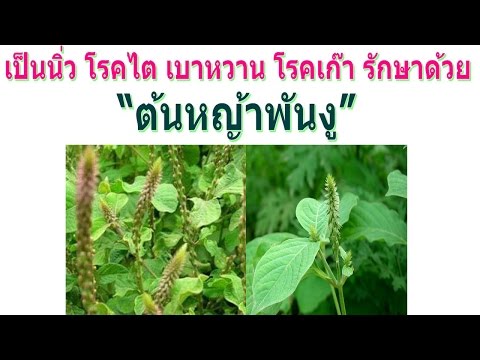 ไม่เบียร์อ่อนแอ ศักยภาพและการเจริญเติบโต