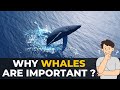 Why Whales are Important | Whales | Save The Whales | The Planet Voice