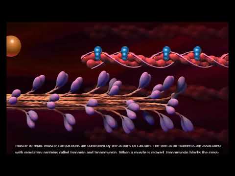 Contração muscular - dublado