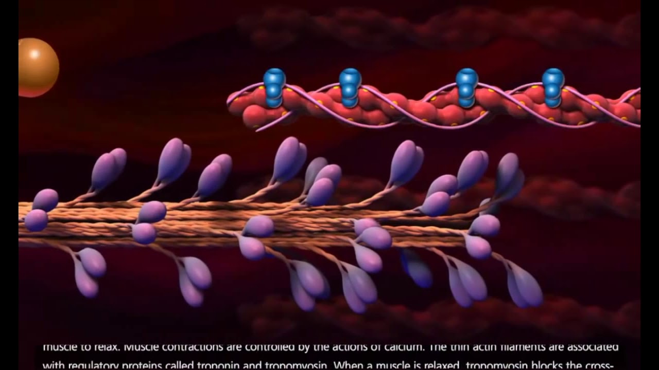 Contração muscular - dublado