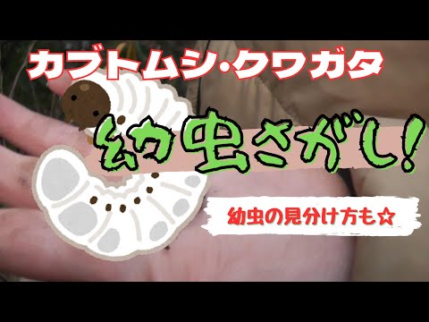 カブトムシとコガネムシの幼虫の見分け方は？両者の 5 つの違い + 写真とビデオ  庭園