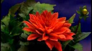 Say, "I seek refuge in the Lord of mankind,The Sovereign of mankind.The God of mankind,From the evil of the retreating whi...