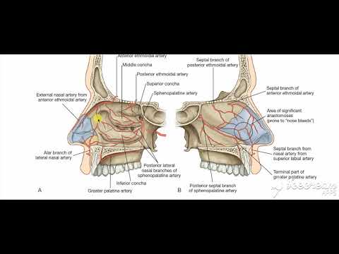 Nasal cavity blood supply 5