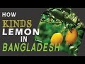 Different Kinds of Lemon in Bangladesh   