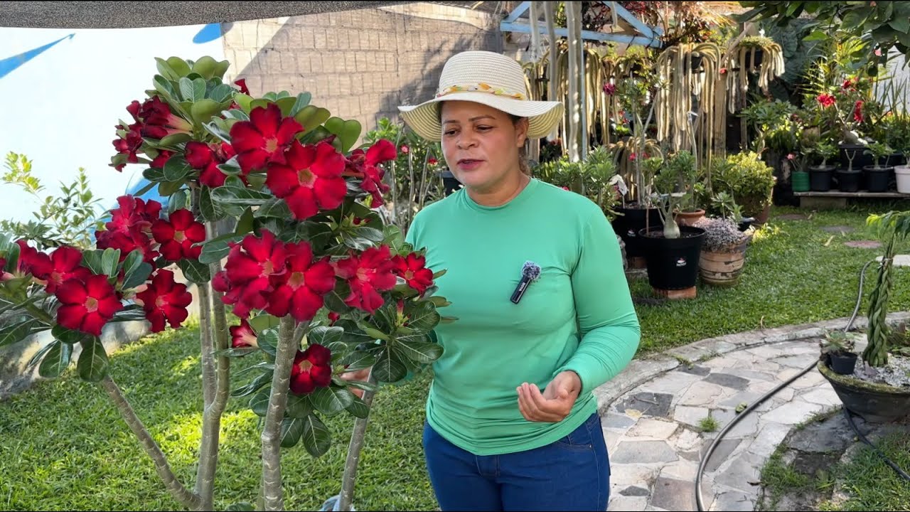 7 DICAS INFALÍVEIS PARA FAZER SUA ROSA DO DESERTO CRESCER E FLORESCER