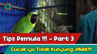 Download lagu Tips Pemula!!! - PART 3 - Cucak ijo Tak Kunjung Jinak!!! mp3 Download lagu Tips Pemula!!! - PART 3 - Cucak ijo Tak Kunjung Jinak!!! mp3