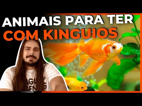 🔴TOP 5 PEIXES COM KINGUIOS EM AQUÁRIOS E LAGOS |Mr. Betta|
