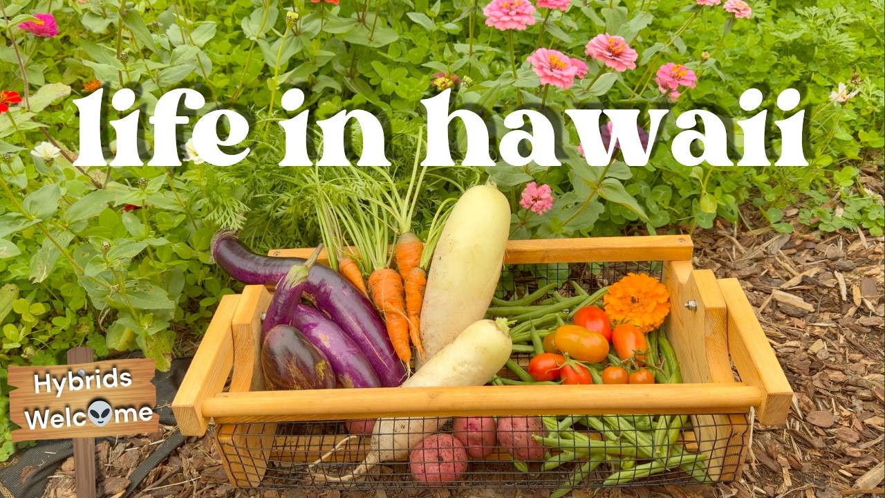 Huge Harvest at our Homestead in Hawai'i 🌺