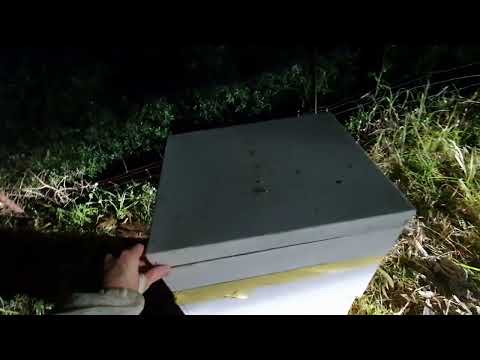 Euthanizing an angry bee colony