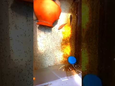 Don't do this with Jewelfish fry 🤣🤣