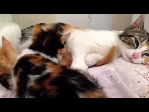 Frontier Animal Society: Mama Cat and her Five Kittens