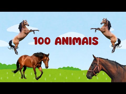 100 ANIMAIS