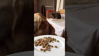 How to Train Your Dog to Not Eat Cat Food