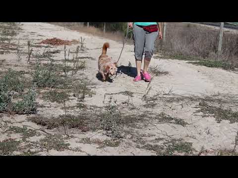 Vídeo de PICHU