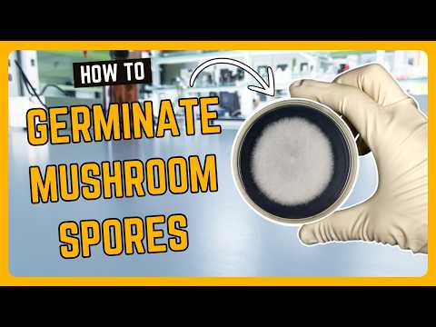 How to Use Spore Swabs for Mushroom Growing