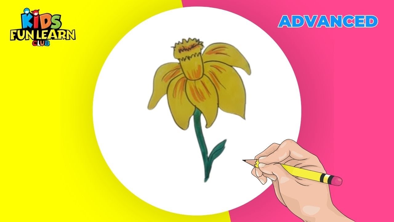 How to Draw Daffodil
