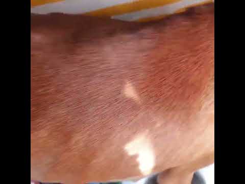 14 puppy's   in  las  eras   carpe diem