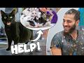 Pregnant Cat Asking For Help for Giving a Birth! (A Lot Of Kittens Born!) DEFAULT Thumbnail