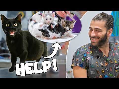 Pregnant Cat Asking For Help for Giving a Birth! (A Lot Of Kittens Born!)