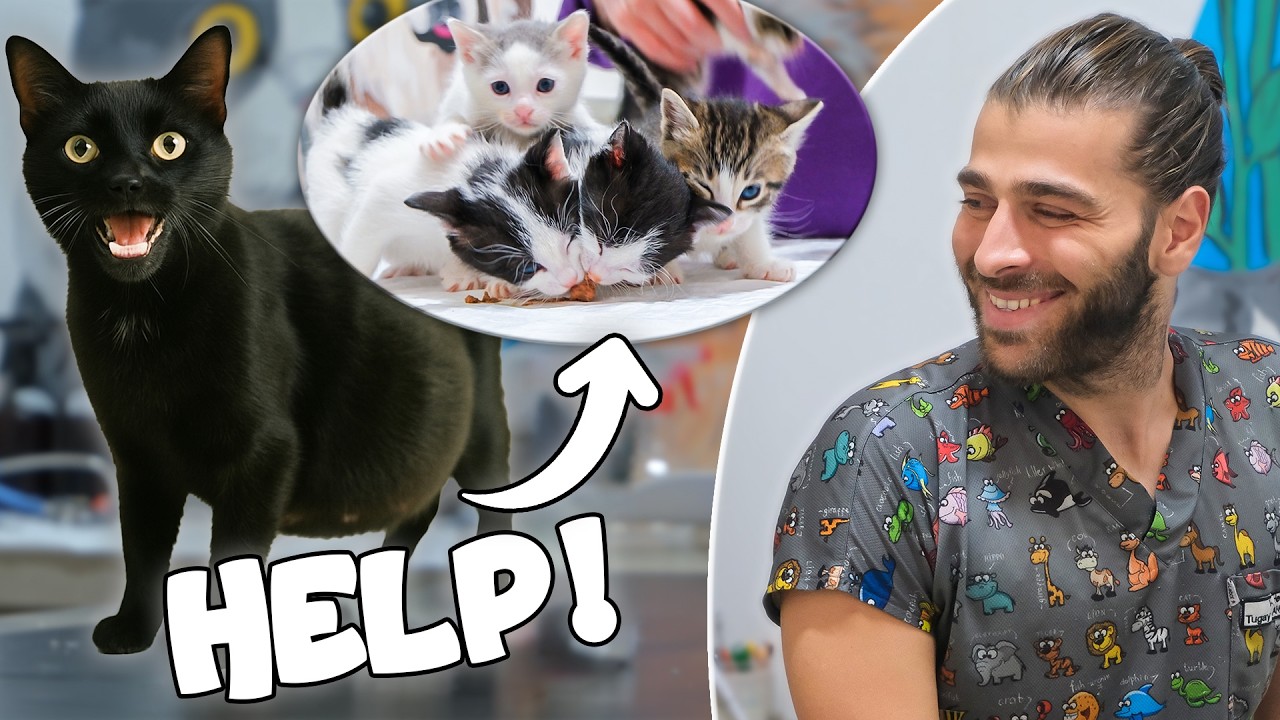 Pregnant Cat Asking For Help for Giving a Birth! (A Lot Of Kittens Born!)