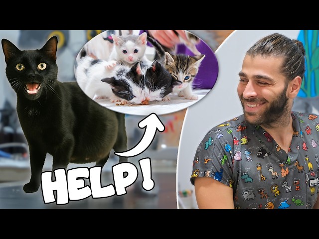 Pregnant Cat Asking For Help for Giving a Birth! (A Lot Of Kittens Born!) SDDEFAULT Thumbnail