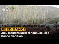 Zulu Maidens Unite For Annual Reed Dance Tradition