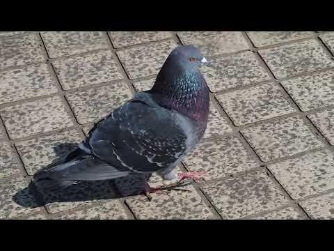 ブロンズナペドバトについて詳しく解説