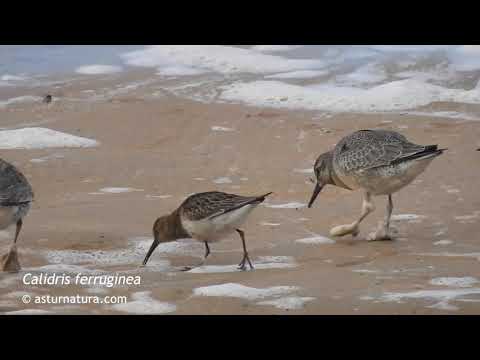 Vídeo de Calidris ferruginea. <em>© César Fernández González