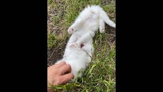 Turkish Angora Cats Videos