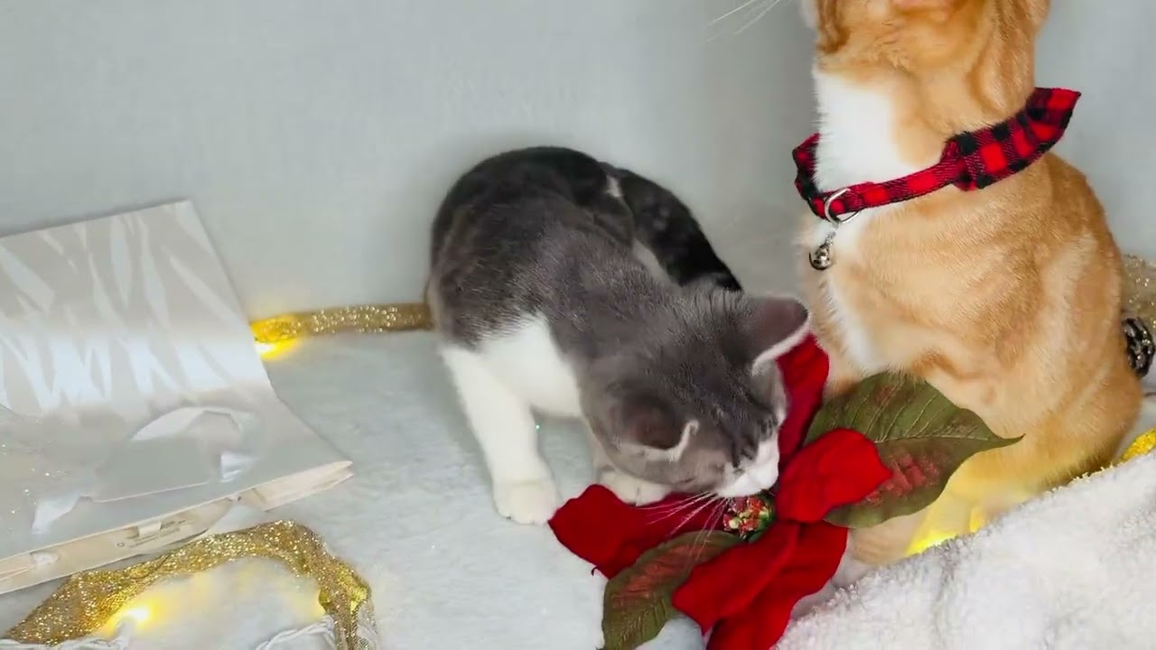 Enlarge Sweet P & Nuka, a Adoptable Domestic Short Hair in Hartford, CT video 6/6