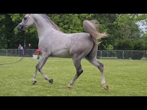 BIALKA 2022 Junior Spring Show  PELAF ZALIA  (AJ Elaf | Perwilla \ Ascot DD)