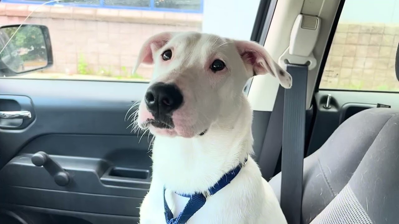 Enlarge Toby, a Adoptable mixed breed in Quincy, MI video 5/5
