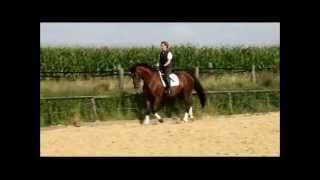 Video von Don Raphael 4