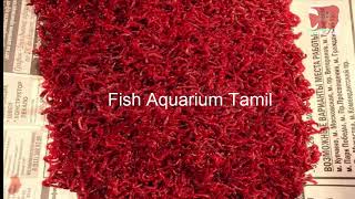 Blood worm cultivation and breeding in tamil / Easy and simple bloodworm culture Fish Aquarium Tamil