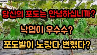 포도잎이노랗게 변하는 황화증상은 도대체 왜 이러나는걸까요?  문제는바로?? #샤인머스켓재배기술 #포도황화증상…