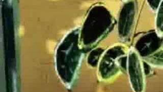 Gilles Peterson Back in Brazil Podcasts Trailer