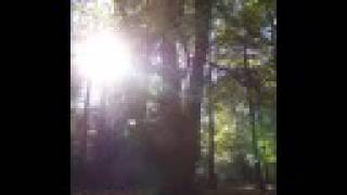 Black Swan- Bert Jansch