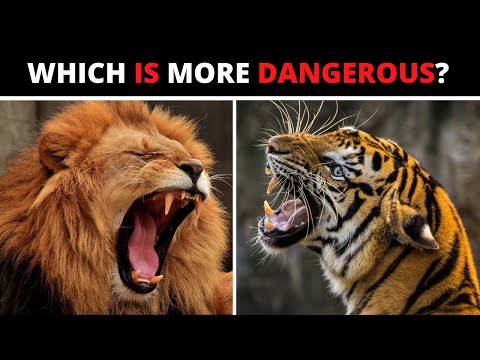 Which is more dangerous: a Lion or a Tiger?