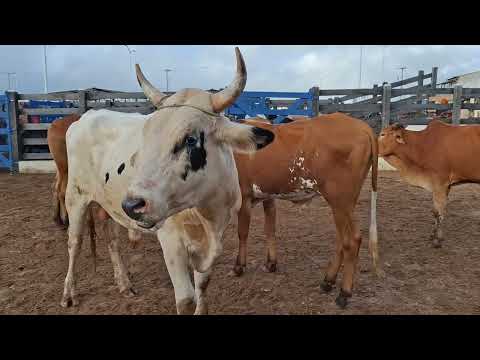 Gado barato na feira em barra de Santa Rosa paraíba Brasil 03/2026