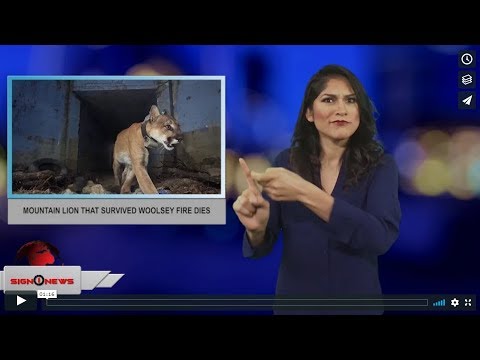 Mountain lion that survived Woolsey fire dies (ASL - 12.8.18)