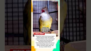 Download lagu Suara Cucak Jenggot Gacor Besetan Ngekek Panjang | Masteran, Pancingan & Pikat Burung Lomba mp3 Download lagu Suara Cucak Jenggot Gacor Besetan Ngekek Panjang | Masteran, Pancingan & Pikat Burung Lomba mp3