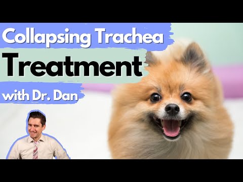 Most common drugs your vet will recommend for Collapsing Trachea in dogs.  Dr. Dan explains.