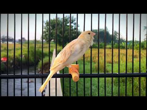 Your Canary Will Sing Immediately‼️The Best  Canary 's Training Song🐦