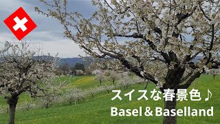 【スイス暮らしVlog】スイスのお花見はサクランボの花で♪｜スイス5本の指にはいるサクランボ街道｜太陽がでたら春の準備で大忙し！｜ Swiss vlog  ｜Swiss Spring Time