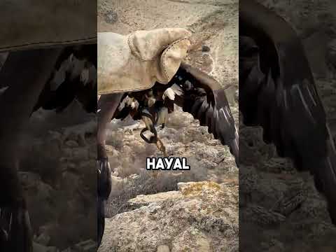 İlk Avını Kaçıran Kartal 🦅