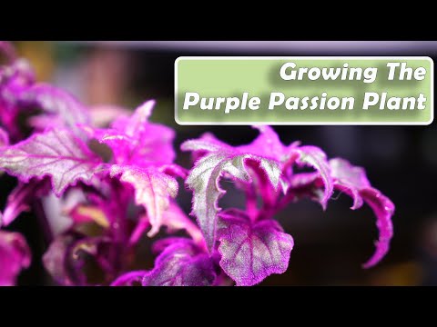, title : 'Purple Passion Plant Care || Gynura aurantiaca How to Grow Houseplants'