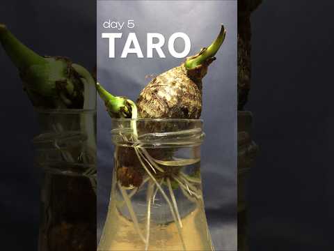 taro in water for 31 days, time lapse